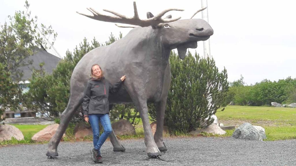Newfoundland Travel Guide - Moose are unfortunately a common cause of traffic accidents here. For instance, trucks are often equipped with front grills to protect against collisions. Be extra cautious on the roads.